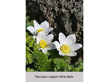 vulgaris_White_Bells 48�.jpg