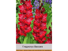 Baccara 7�.jpg