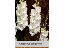 Bangladesh 7�.jpg