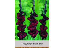 Black_Star 7�.jpg