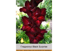 Black_Surprise 7�.jpg