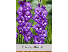 Blue_Isle 6�.jpg
