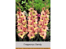 Dandy 7�.jpg