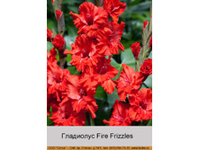 Fire_Frizzles 7�.jpg