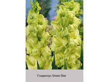 Green_Star 6�.jpg