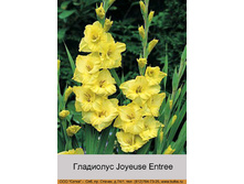 Joyeuse_Entree 6�.jpg