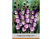 Kings_Lynn 7�.jpg