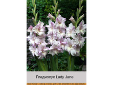 Lady_Jane 7�.jpg