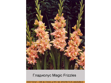 Magic_Frizzles 7�.jpg