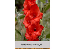 Mascagni 6�.jpg