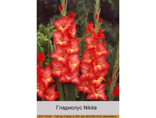 Nikita 7�.jpg