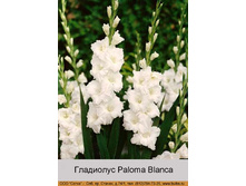 Paloma_Blanca 7�.jpg