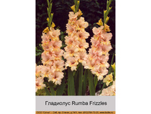 Rumba_Frizzles 7�.jpg