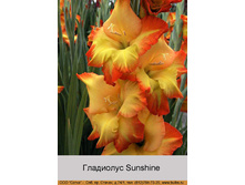 Sunshine 7�.jpg