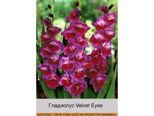 Velvet_Eyes 7�.jpg