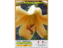 African_Queen 27�.jpg