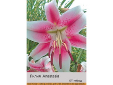 Anastasia 31�.jpg