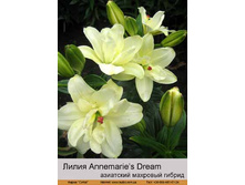 Annemaries_Dream 33�.jpg