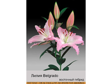 Belgrado 22�.jpg