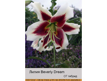 Beverly_Dream 31�.jpg