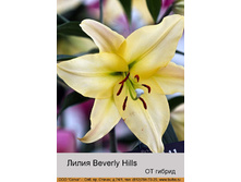 Beverly_Hills 31�.jpg