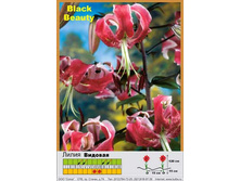 Black_Beauty 27�.jpg