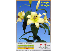 Boogie_Woogie 31�.jpg