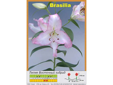 Brasilia 22�.jpg