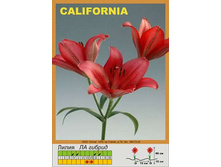 California 20�.jpg