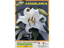 Casa_Blanca 22�.jpg
