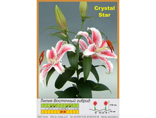 Crystal_Star 24�.jpg