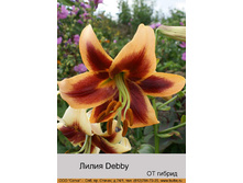 Debby 31�.jpg