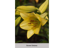 Deliana 24�.jpg