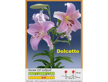 Dolcetto 21�.jpg