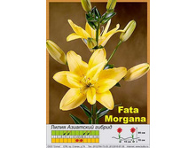 Fata_Morgana 33�.jpg