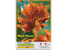 Flore_Pleno 33�.jpg