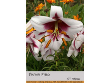 Friso 31�.jpg