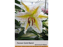 Gold_Band 31�.jpg