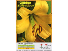 Golden_Splendour 27�.jpg