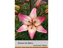 Ice_Berry 20�.jpg