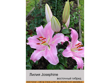 Josephine 22�.jpg
