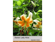 Lady_Alice 33�.jpg