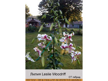 Leslie_Woodriff 31�.jpg