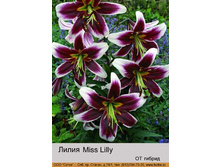 Miss_Lilly 75�.jpg