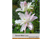 Miss_Lucy 71�.jpg