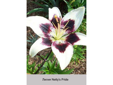 Nettys_Pride 24�.jpg