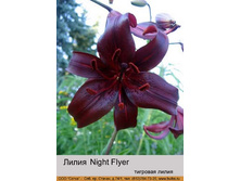 Night_Flyer 28�.jpg