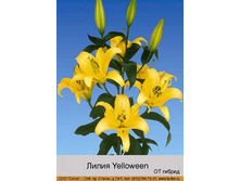 Yelloween 26�.jpg