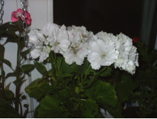 Lotos 01.03.2009