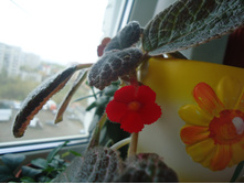DSC02015.JPG